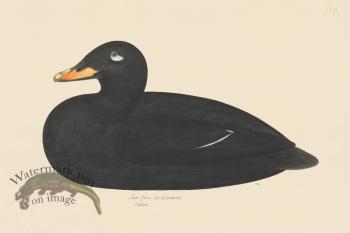 Rudbeck CFA 258 Velvet Scoter